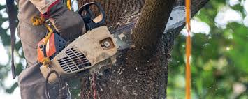 Best Emergency Tree Removal  in Beesleys Point, NJ